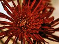 Picture Title - Maroon Spider MUM