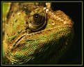 Picture Title - Chameleon