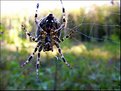 Picture Title - Macro Spider 1