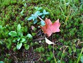 Picture Title - A Bit of Fall Color