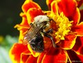 Picture Title - Bee