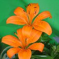 Picture Title - Orange lilly