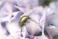 Picture Title - shit beetle