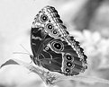 Picture Title - Buckeye Butterfly