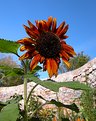 Picture Title - Funky Sunflower