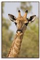 Picture Title - Giraffe