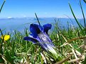 Picture Title - Genzianella