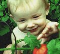 Picture Title -         Tomato Slug