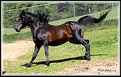 Picture Title - Stallion Beauty...