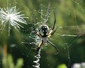 Picture Title - Spider's Folly2