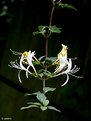 Picture Title - fall in flower