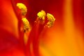 Picture Title - Fire Flower