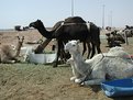 Picture Title - Camel Market