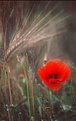 Picture Title - Wheat field Poppy