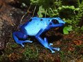 Picture Title - Feeling Blue, Poison Dart Frog