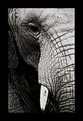 Picture Title - Elephant
