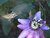 Hummingbird Moth on Passion Flower