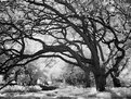 Picture Title - Reaching Oak #2