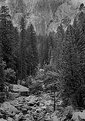 Picture Title - Yosemite #2