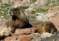 Picture Title - Yellow Bellied Marmots