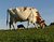 Framed Cow In Amish Country