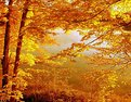 Picture Title - Autumn Glow
