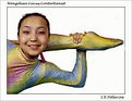 Picture Title - Mongolian Circus Contortionist