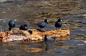 Picture Title - A bunch of Old Coots!!!