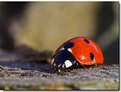Picture Title - Ladybugs' last autumnal sun bad