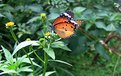 Picture Title - Colorful Butterfly