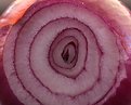 Picture Title - October 09 - Red Onion