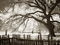 Picture Title - Reaching Oak #3