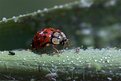 Picture Title - Ladybird Carnage