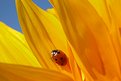Picture Title - Ladybug on Sunflower