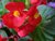 Red Begonia