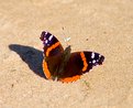 Picture Title - Butterfly and Sand