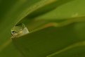 Picture Title - Green Anole
