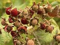 Picture Title - Salmon Berries