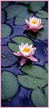 Picture Title - Two Pink Lotus