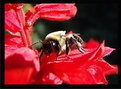 Picture Title - Another Bee