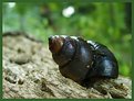 Picture Title - Snail Shell