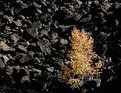 Picture Title - Contrast in Grain