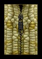 Picture Title - corn