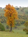 Picture Title - Colors of Fall