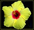 Picture Title - Hibiscus 6