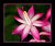 Cactus flower