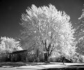 Picture Title - Our Neighbor's Tree