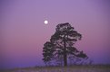 Picture Title - Prairie Pine Reaches For The Moon