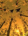 Picture Title - Oasis