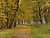 Path between autumn trees